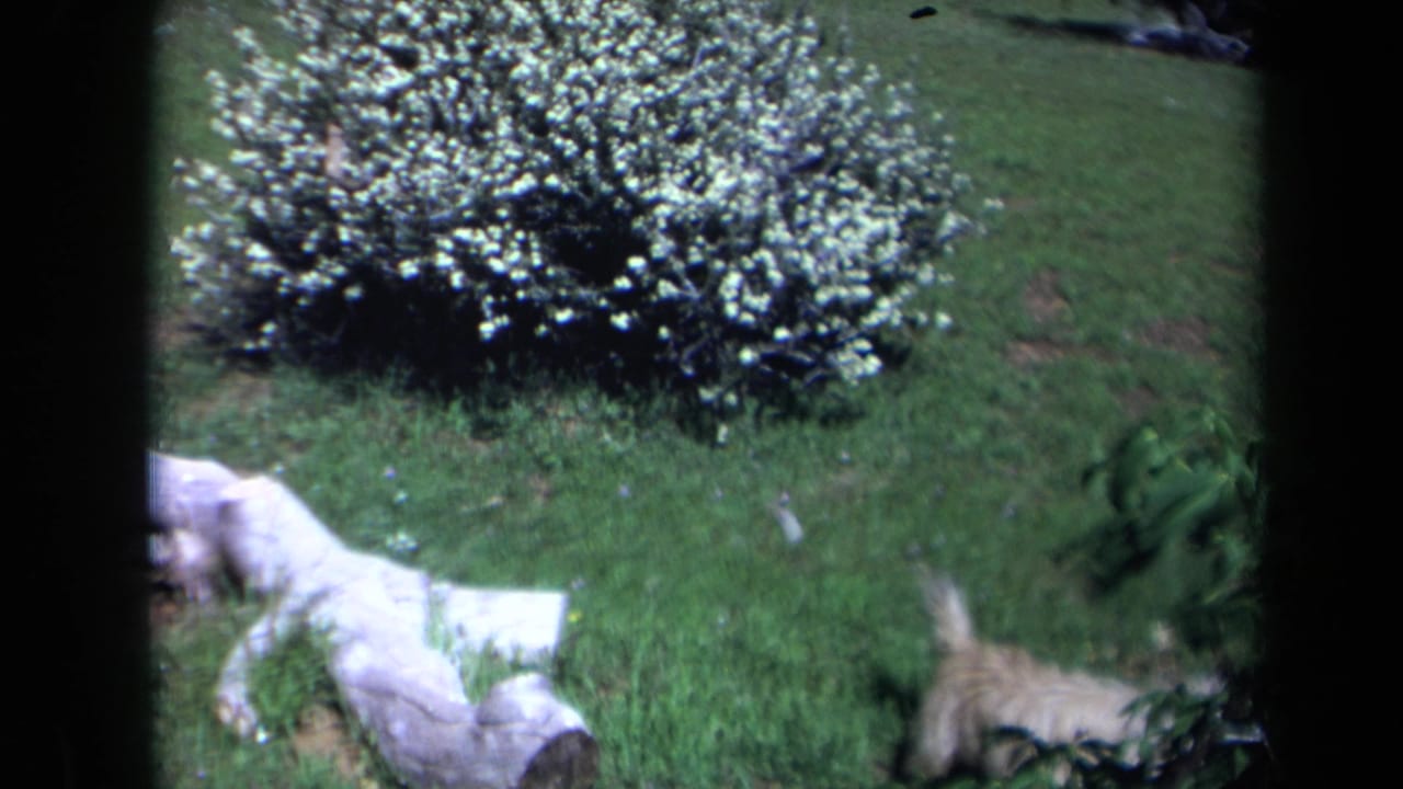 1969 California 8mm frame showing a small light-colored terrier moving near a pale fallen log and white-flowering bush in a grassy yard.