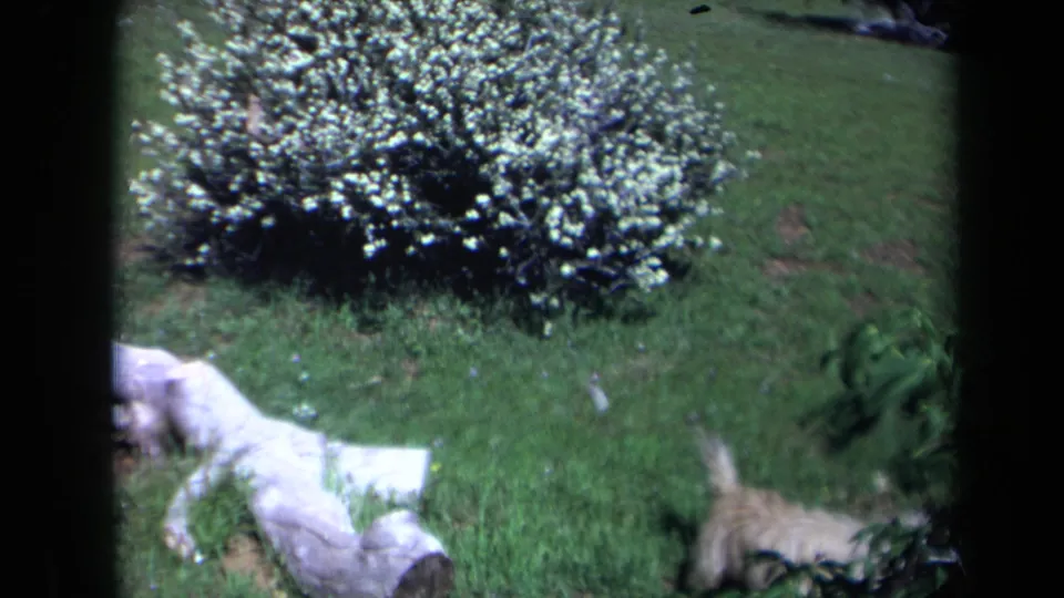 1969 California 8mm frame showing a small light-colored terrier moving near a pale fallen log and white-flowering bush in a grassy yard.