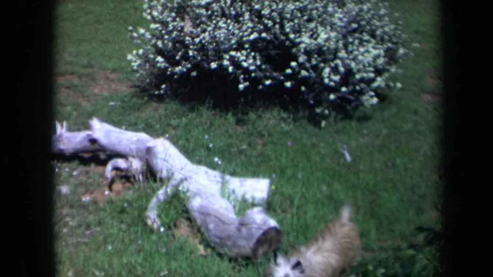 1969 California home-movie frame with a pale log in the grass, a blooming white shrub, and the dog partly entering from the lower edge.