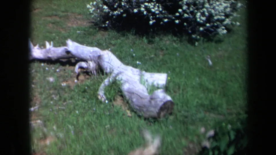 1969 California 8mm frame centered on a pale fallen log in a grassy yard, with a dense white-flowering bush in the background.