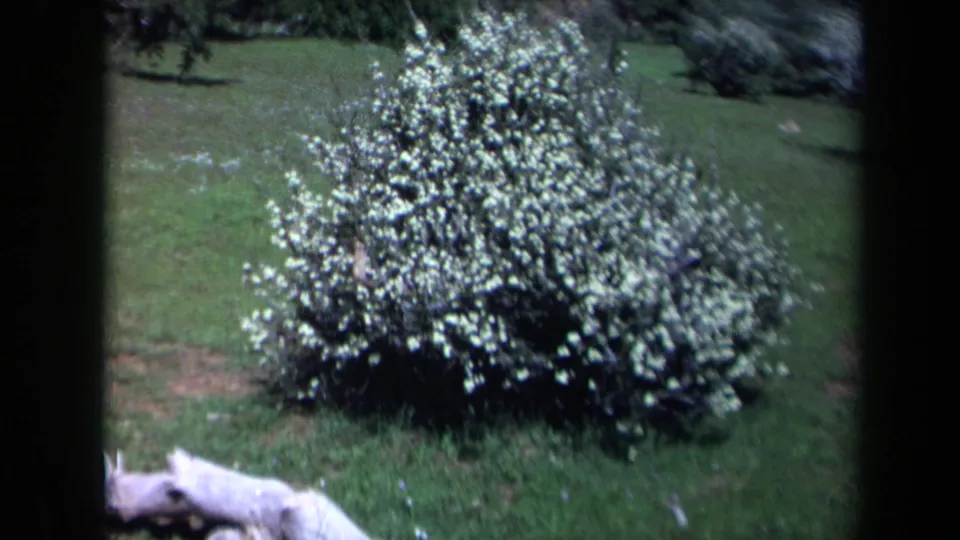 1969 California home-movie frame showing a dense white-flowering bush on a lawn, with part of the pale log visible near the bottom.