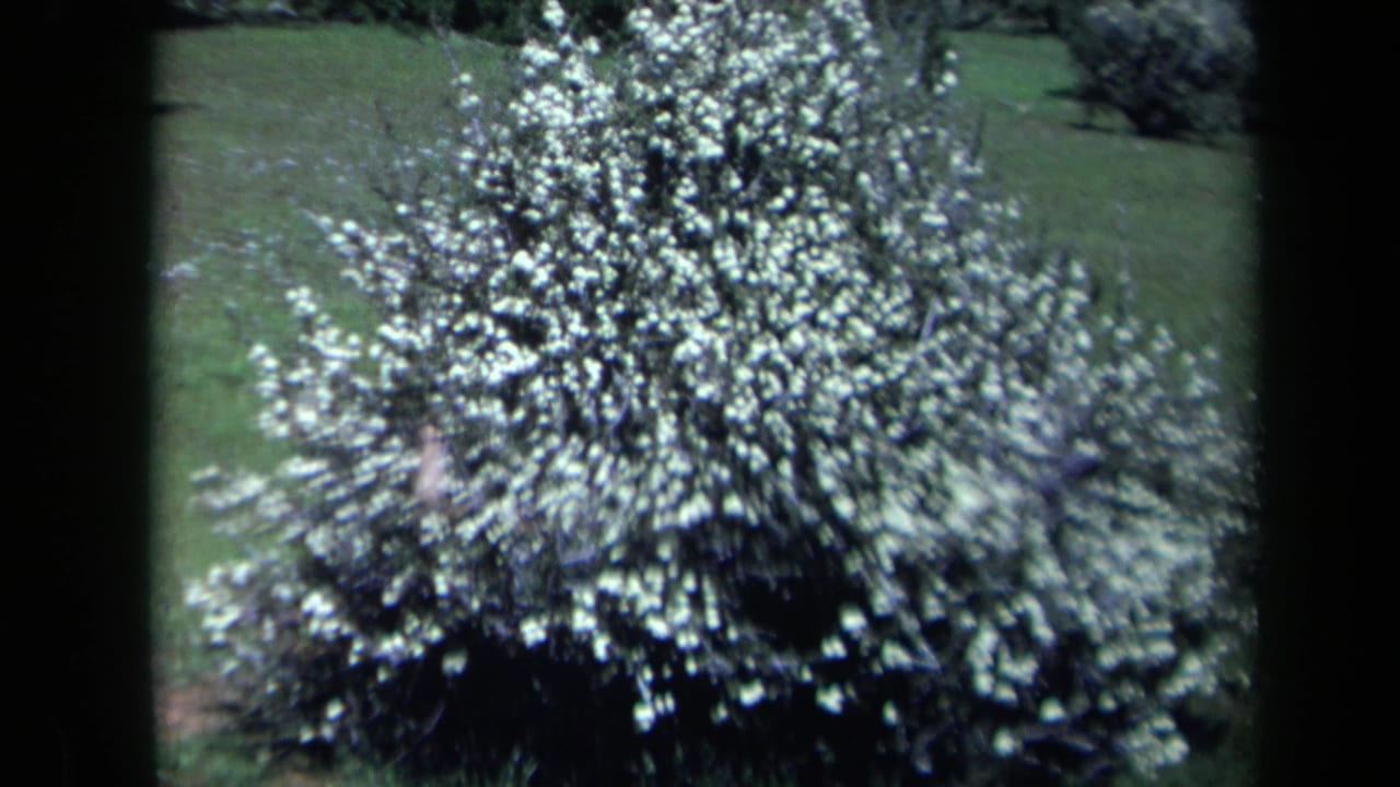 White-blossomed shrub fills the frame in 1969 California 8mm home-movie footage, with green lawn and trees behind it.
