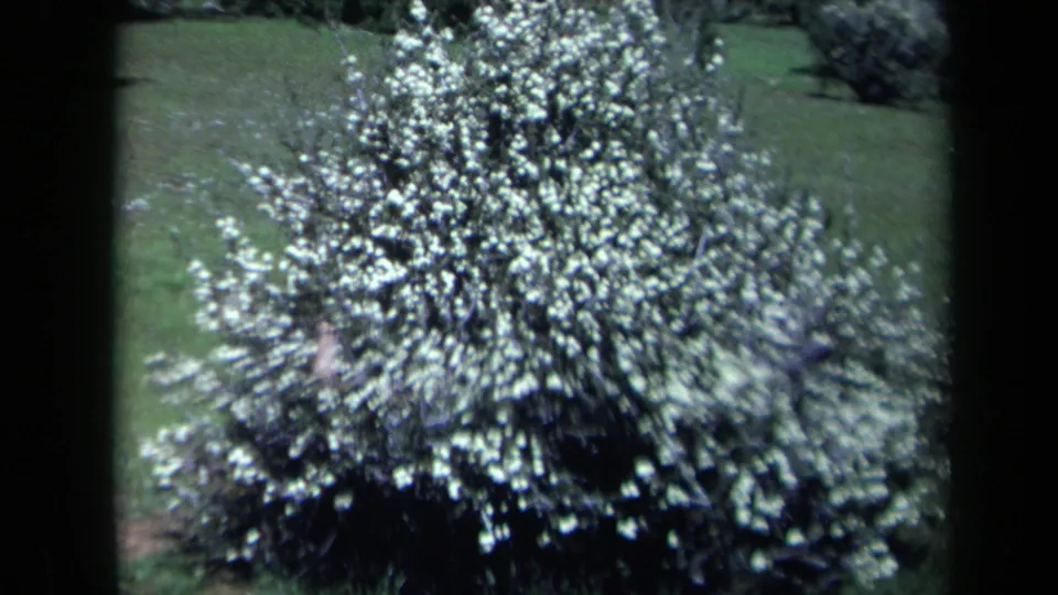 White-blossomed shrub fills the frame in 1969 California 8mm home-movie footage, with green lawn and trees behind it.