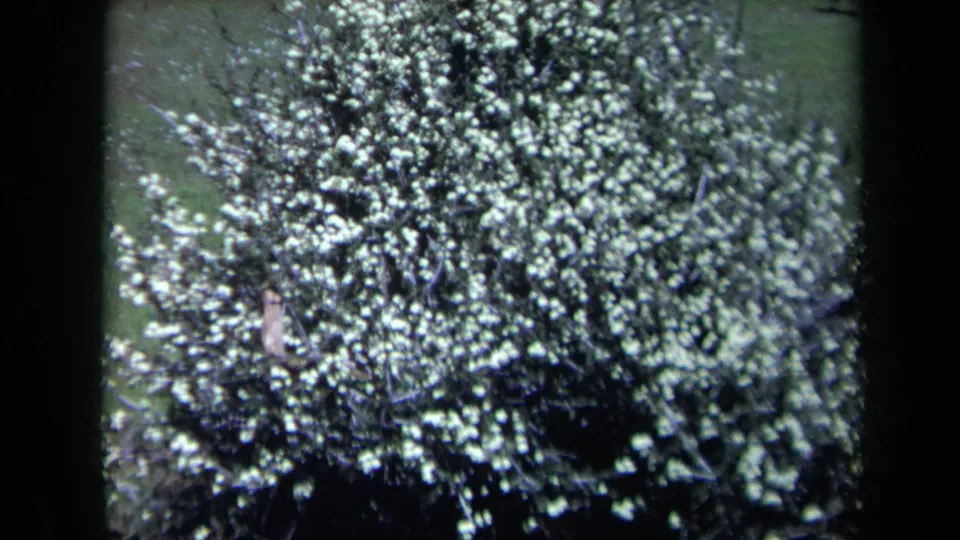 Closer 8mm view of a dense white-flowering shrub in a California park, with lawn and tree shapes visible beyond.
