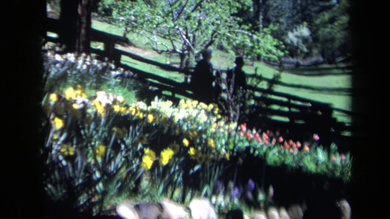 1969 California 8mm frame showing bright garden flowers before a split-rail fence, with two distant figures standing near trees.