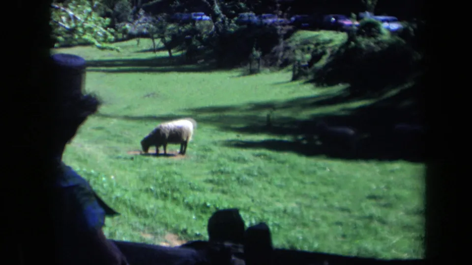1969 California 8mm frame showing a sheep grazing on a sunlit green lawn, seen through dark projector-frame edges.