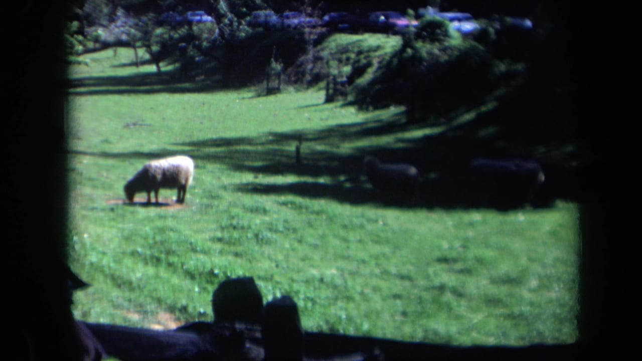 White sheep grazing in a green field with darker sheep in shadow.