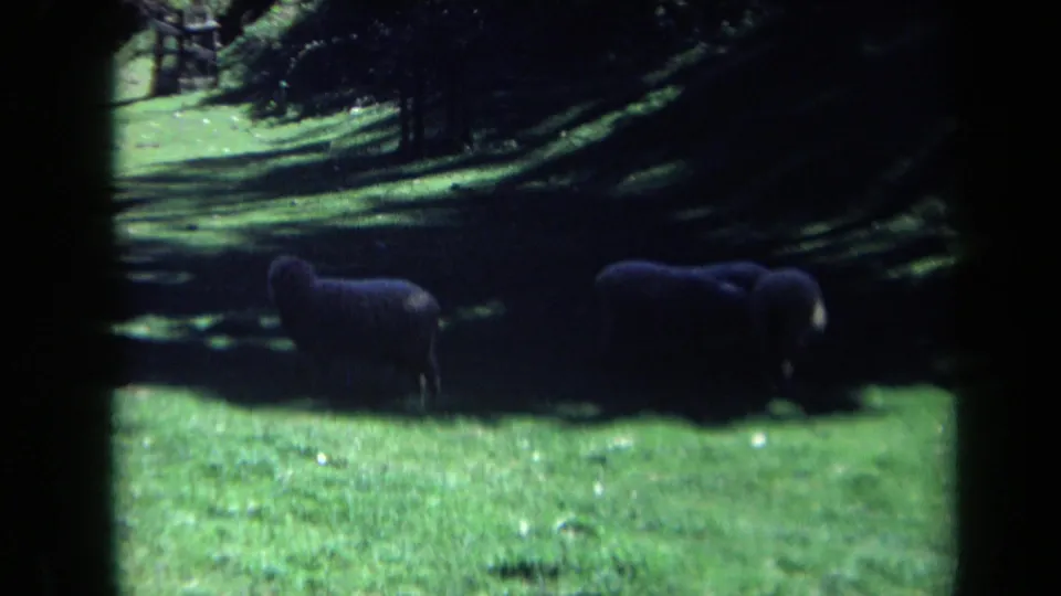 1969 California 8mm frame showing sheep in a green pasture, with animals partly darkened by tree shade and film-edge borders.