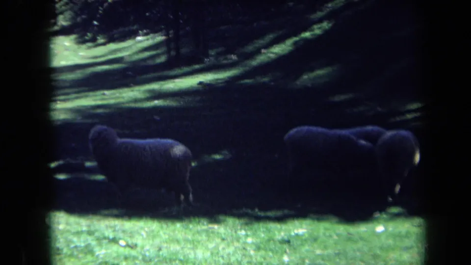 1969 California 8mm frame of sheep in a shaded pasture, with strong contrast between dark foreground animals and bright green grass.
