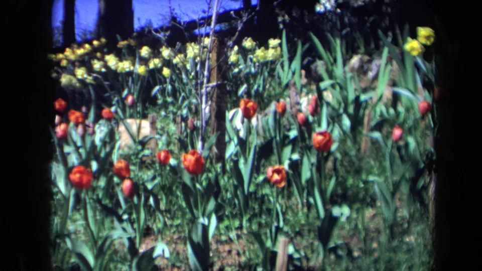 1969 California 8mm frame of a tulip garden with red and yellow flowers, green leaves, and partial human legs visible behind the bed.