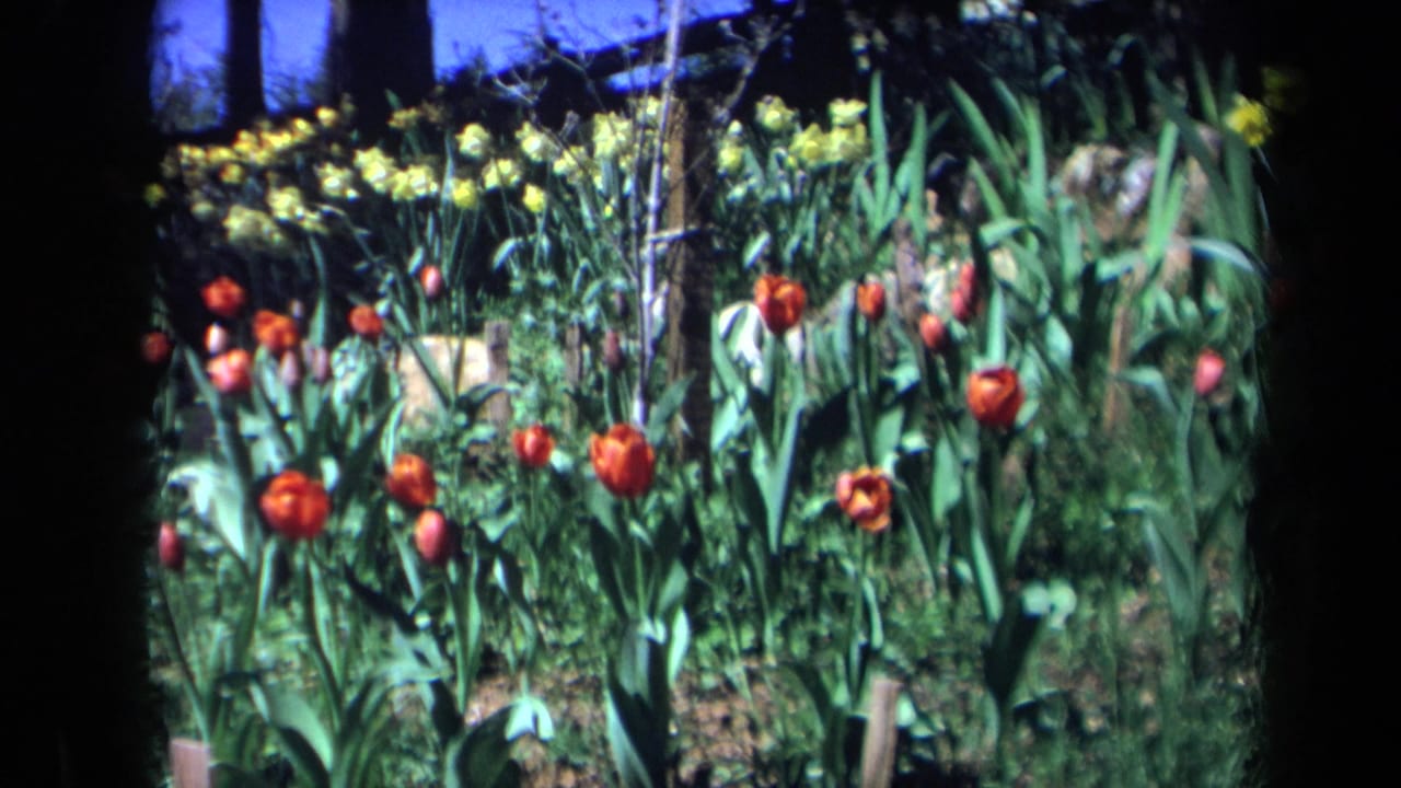1969 California 8mm frame showing red tulips in front of yellow flowers, green leaves, soil, and dark tree shadows.