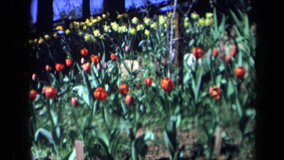 1969 California home-movie frame of red tulips across a garden bed, with yellow blooms, tall leaves, soil, and shaded background areas.