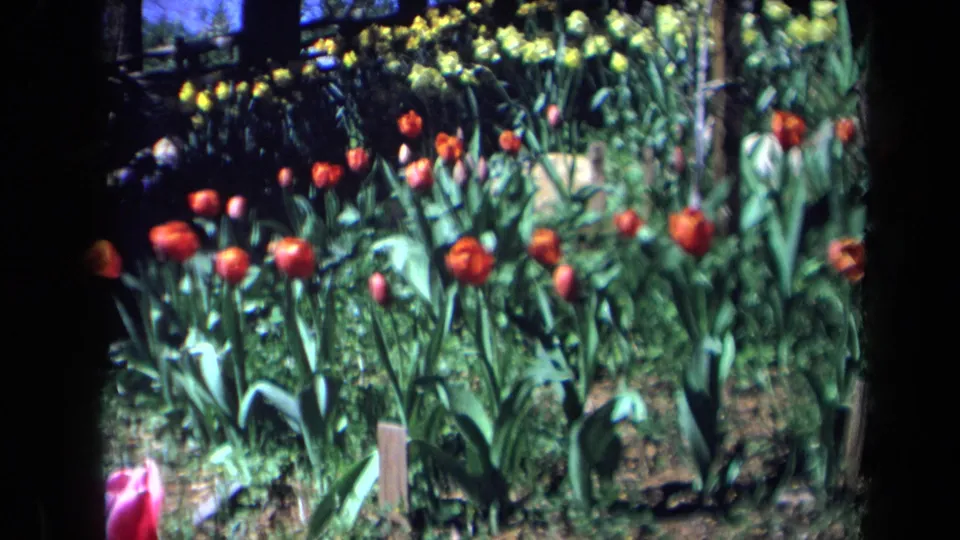 1969 California 8mm frame with red tulips and green foliage in a garden bed, while a pink tulip appears close to the lower foreground.