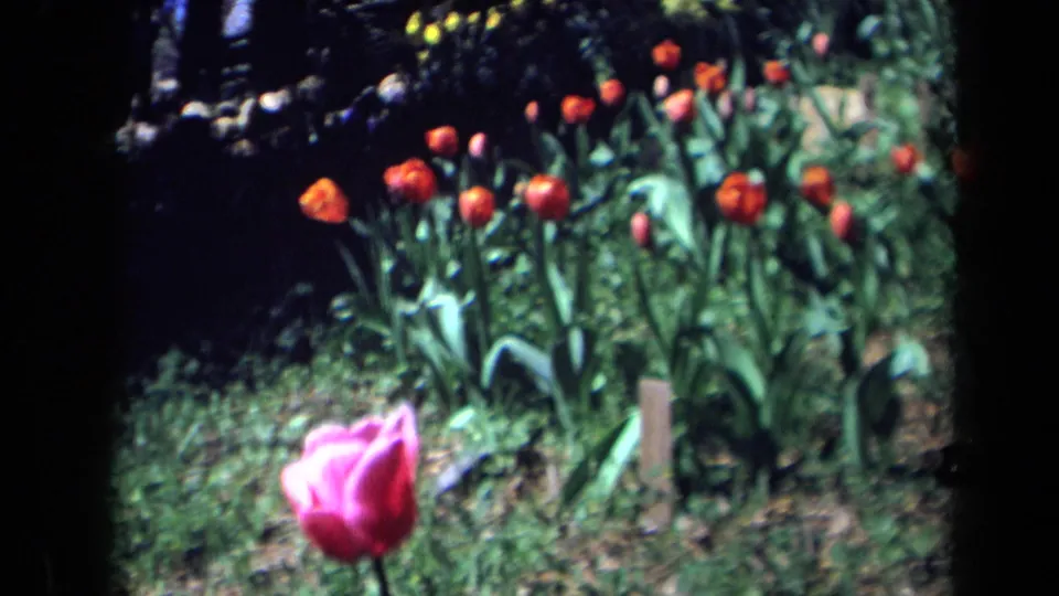 1969 California home-movie frame showing a pink tulip near the lens, with red tulips, green foliage, soil, and plant stakes farther back.
