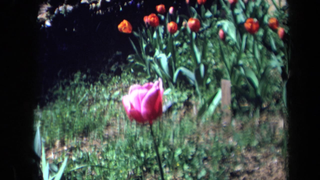 A pink tulip in a California garden bed, with green leaves and orange-red tulips in the background on 1969 8mm film.
