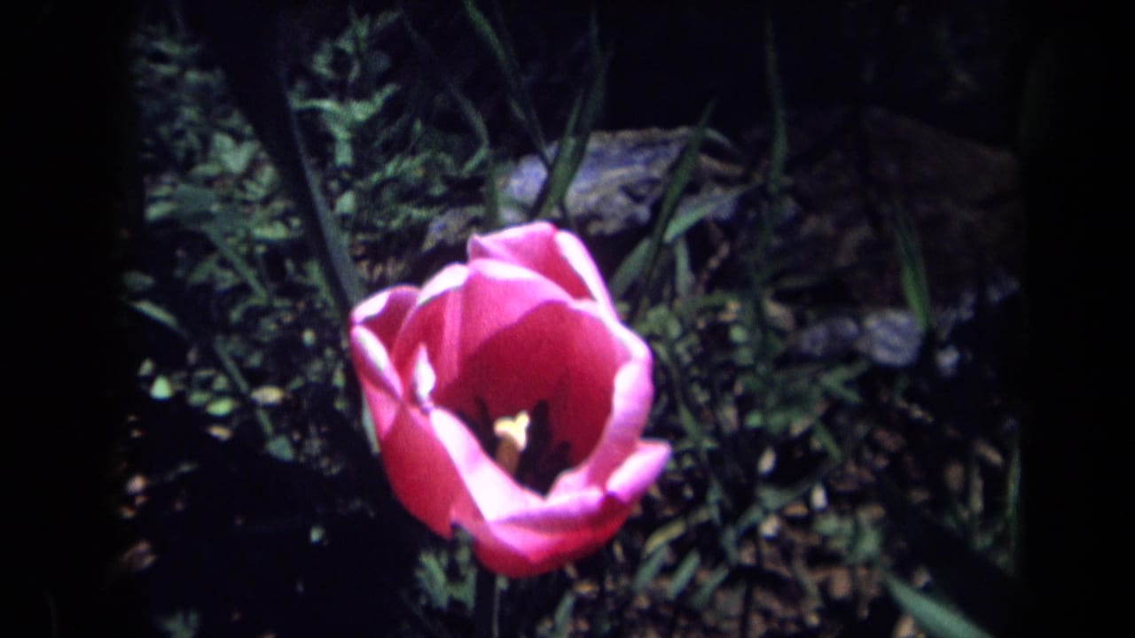 Close view of a pink tulip against dark garden foliage.