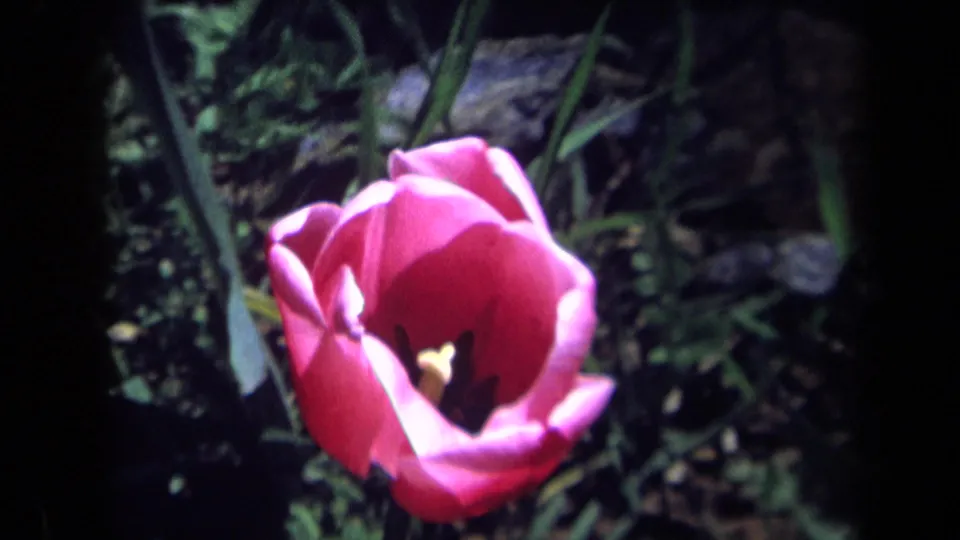 A pink tulip fills the frame in this 1969 California 8mm garden shot, with leaves and garden stones in the background.