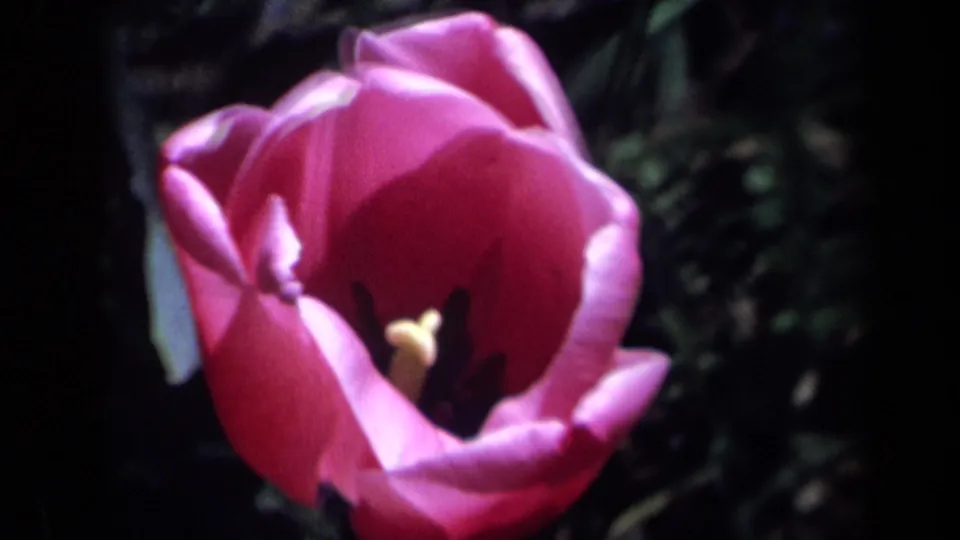 The pink tulip appears in tight close-up on 1969 California 8mm film, its petals bright against a dark garden background.
