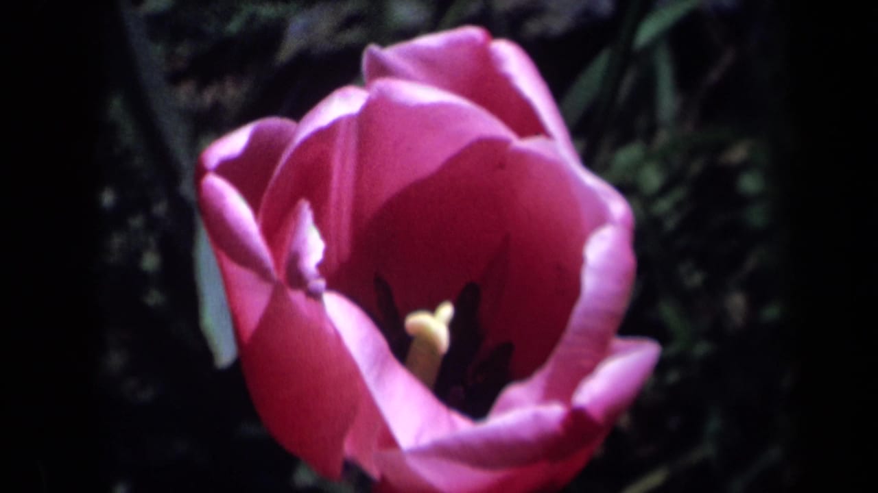 1969 California 8mm frame showing a close pink tulip bloom with soft focus and deep shadow behind it.