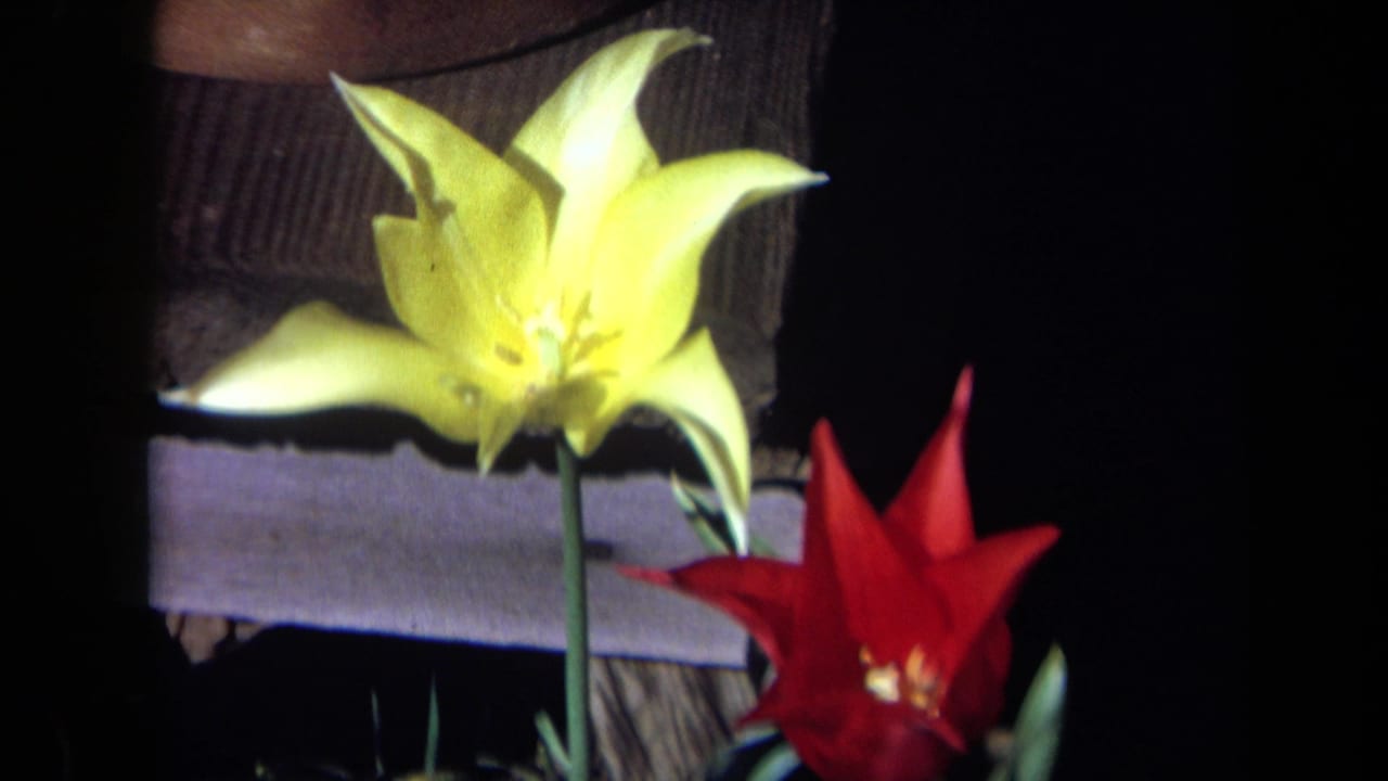 Yellow tulip and red flower near a wooden surface.