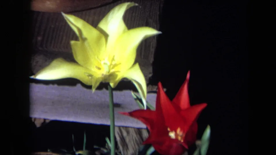1969 California 8mm frame repeating the yellow tulip and red flower composition beside a rustic wooden surface.