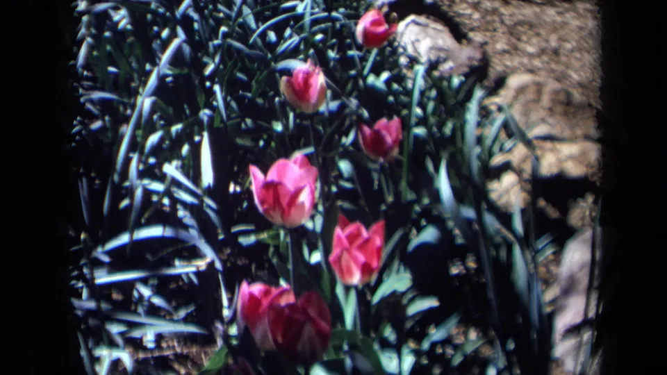 1969 California 8mm frame showing pink tulips growing among green foliage and rocks in a small garden bed.
