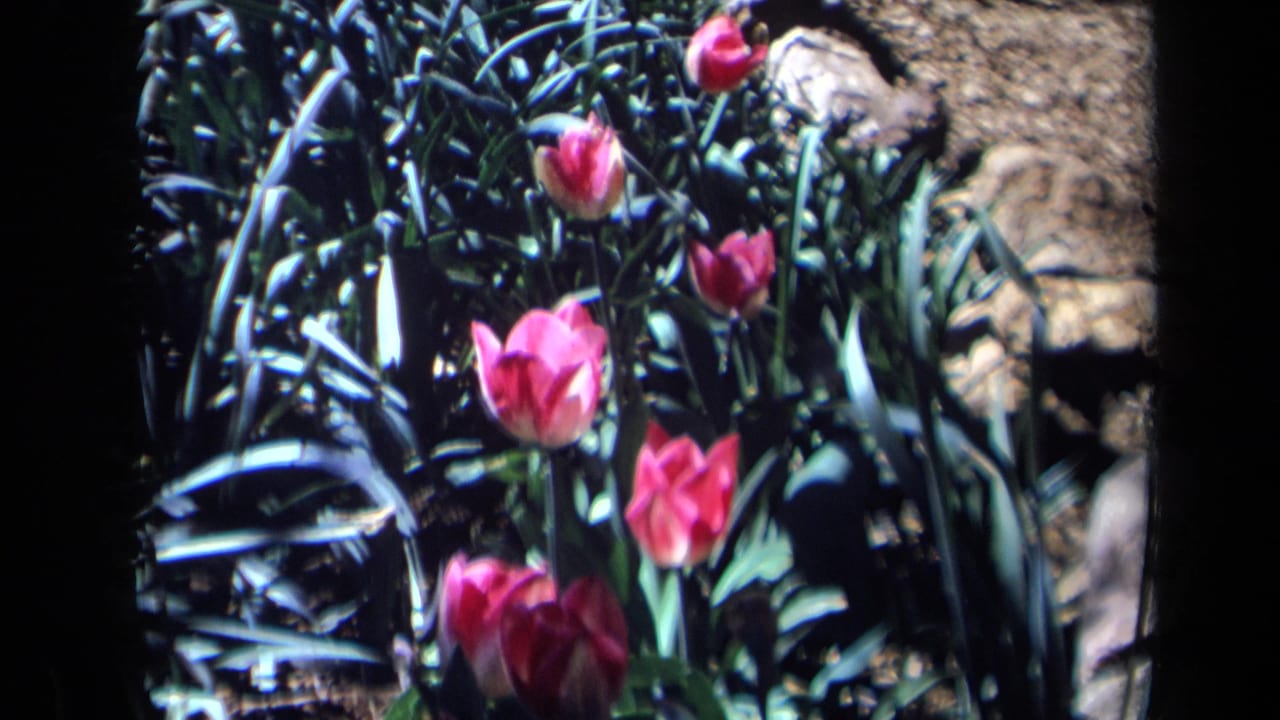 1969 California 8mm frame showing pink tulips in a shaded flower bed with dense green foliage.
