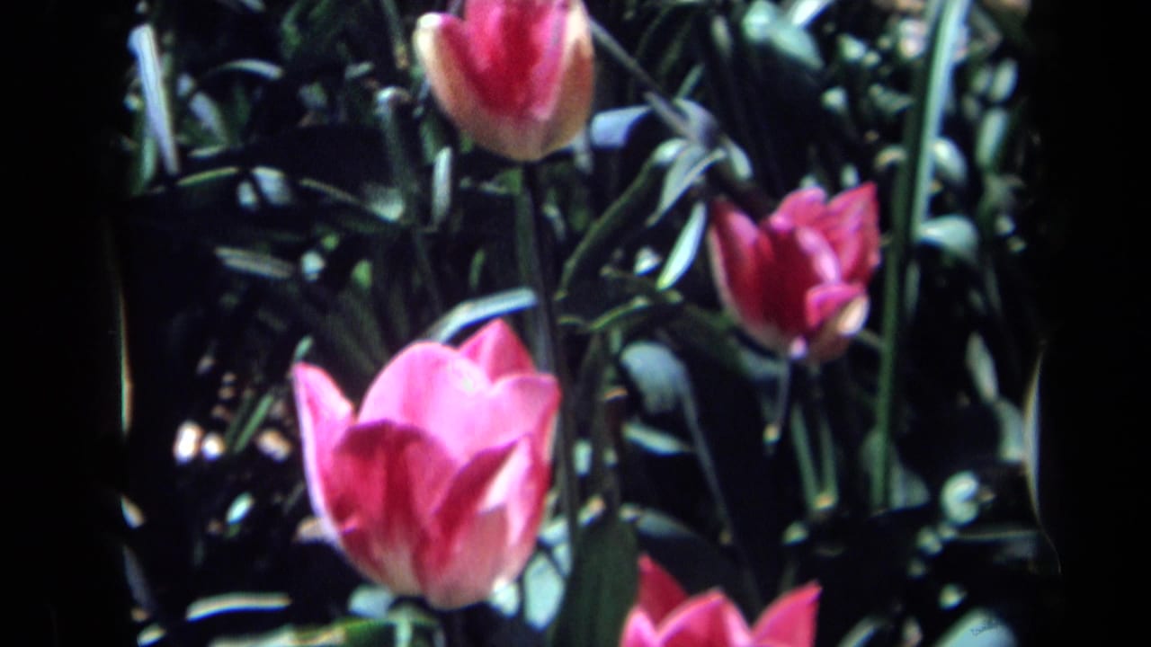 Closer view of pink tulips surrounded by green foliage.