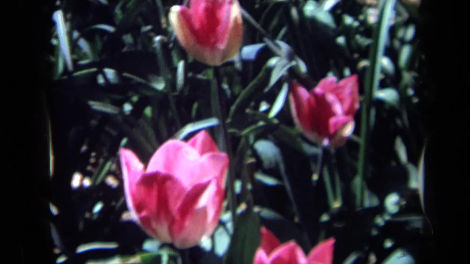 1969 California 8mm close view of pink tulip blossoms and tall leaves in a garden bed.