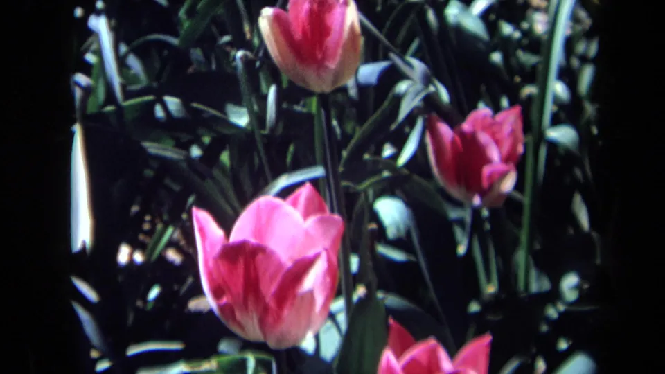 1969 California 8mm frame with multiple pink tulips, long leaves, and shaded garden texture.