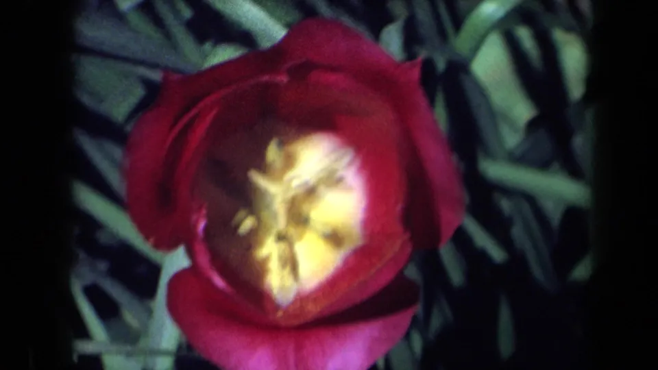 1969 California 8mm close-up of an open red-pink tulip showing a yellow center and surrounding leaves.
