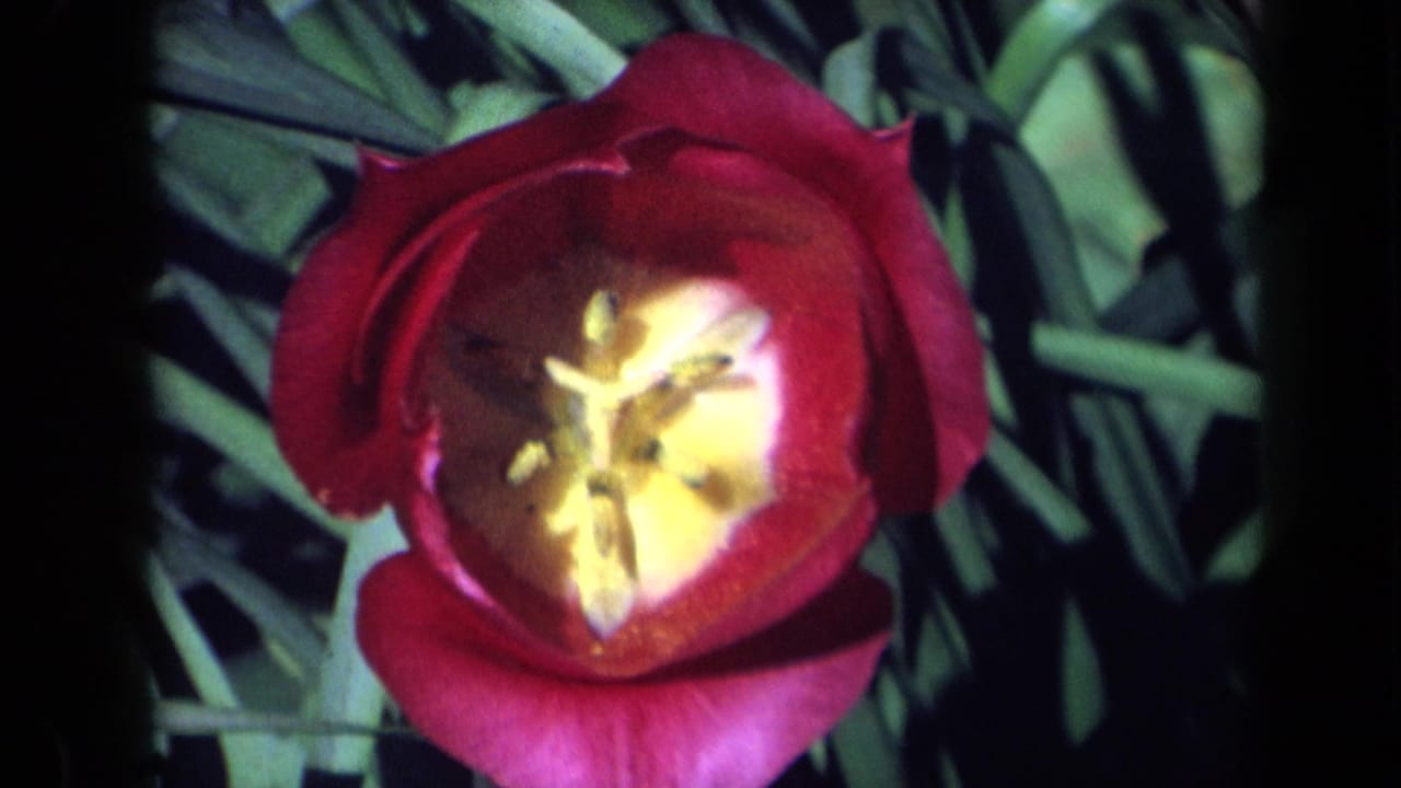 1969 California 8mm frame showing a red tulip in close-up, with yellow center and green foliage around it.
