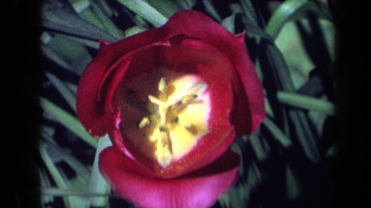 Red tulip close-up with bright yellow center and leafy background.