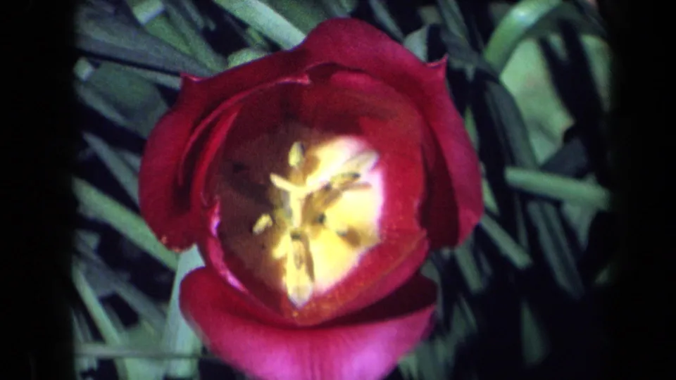 1969 California 8mm frame of the same red tulip, softly focused against green garden foliage.