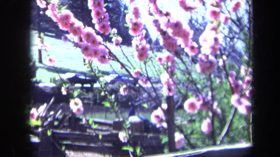 1969 California 8mm frame showing pink flowering branches in front of parked cars, lawn, and garden fencing.