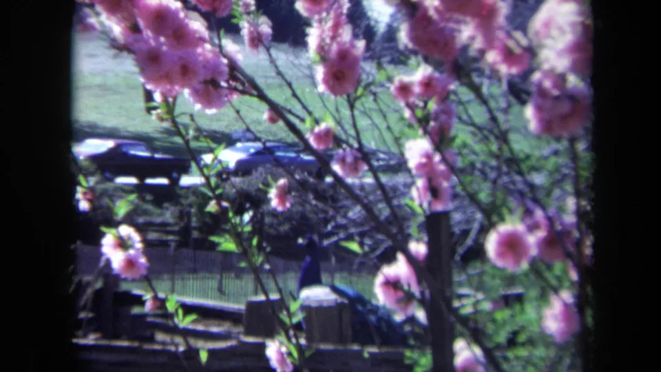 1969 California 8mm frame with pink blossoms in the foreground and a peacock visible near a fence and parked cars behind.
