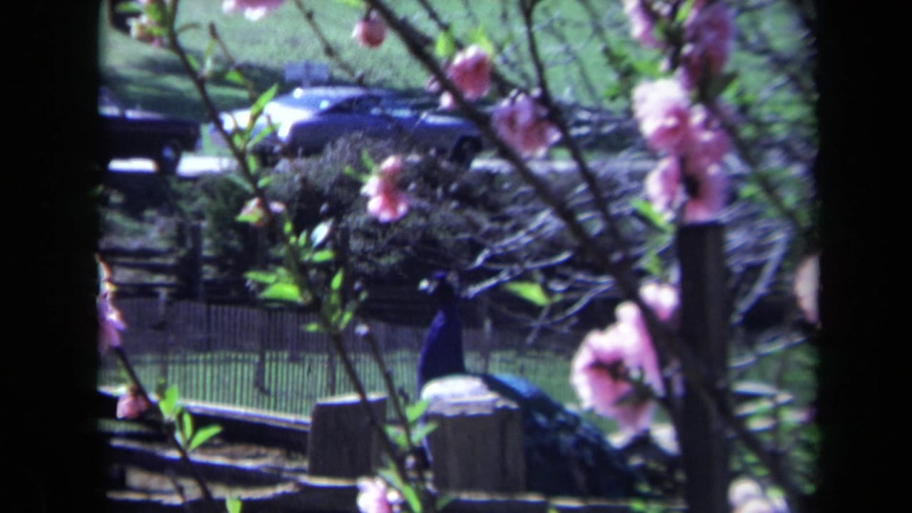 Peacock beside wooden posts, seen through pink blossoms and branches.