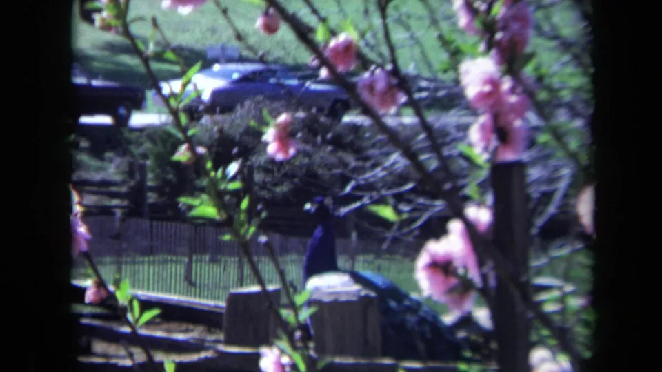 1969 California 8mm frame of a peacock in a fenced garden area, partly framed by pink blossoms with a dark parked car behind.