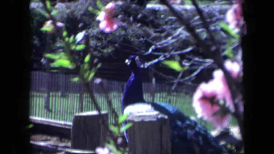 Peacock with blue neck and dark tail feathers stands in a California garden enclosure, with pink blossoms and fencing visible.