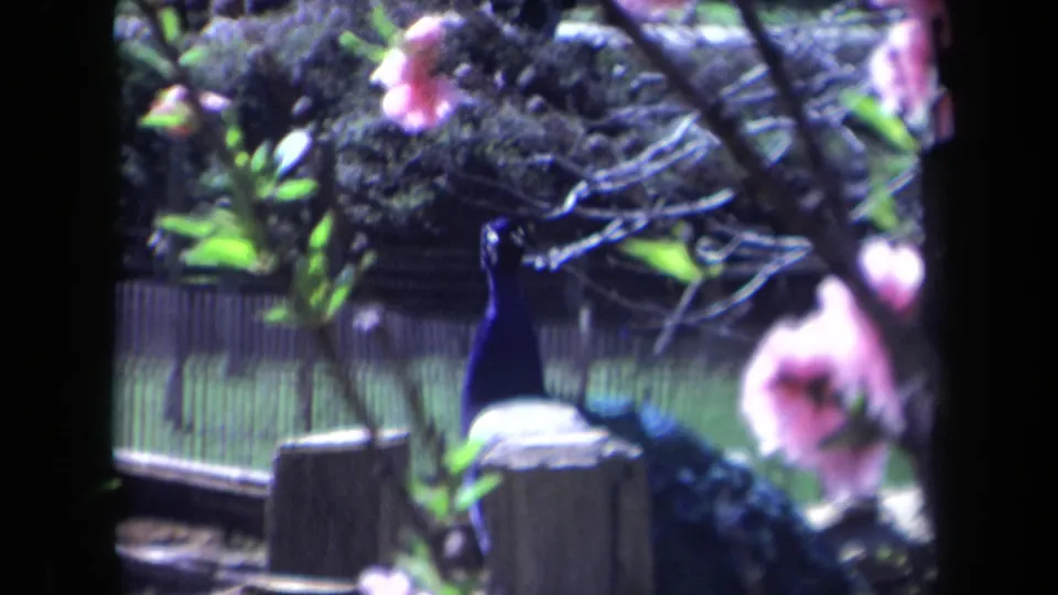 Soft 8mm frame showing the peacock closer to camera, its blue head and neck partly obscured by pink blossoms and garden branches.