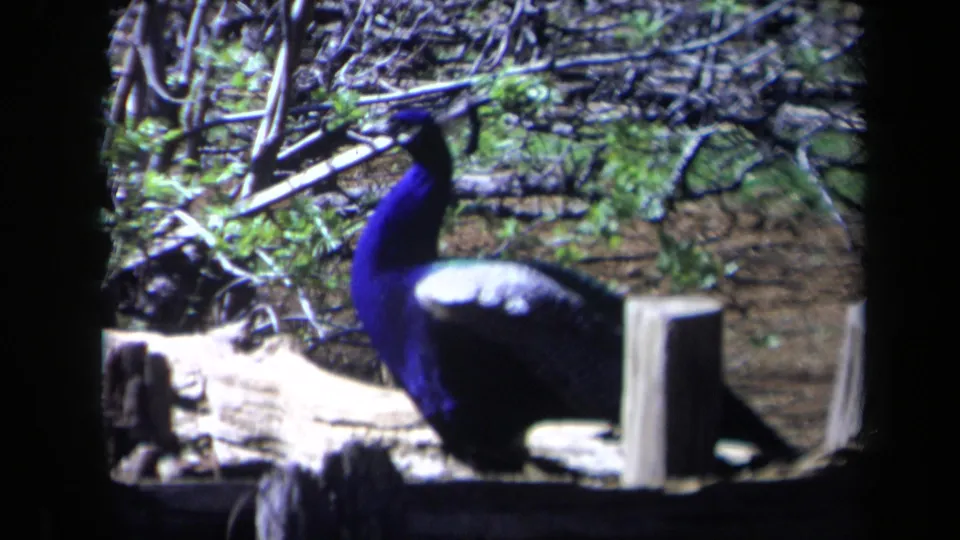 Peacock stands near wooden posts and scattered branches in a sunlit garden enclosure, with its blue neck prominent against earth tones.