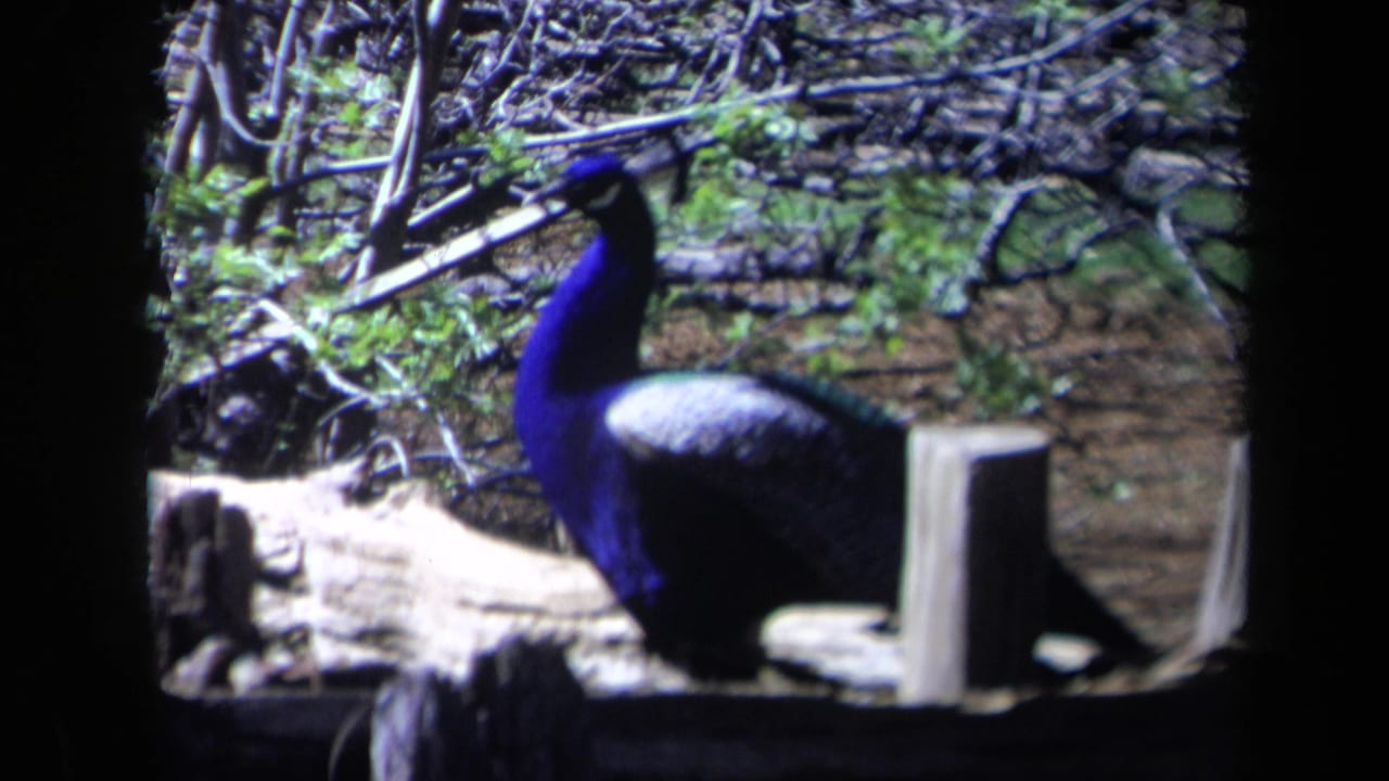A peacock with blue and green plumage stands in a wooded enclosure in 1969 California home-movie footage.