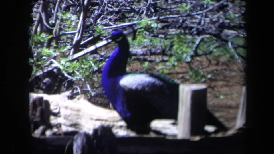 A peacock with blue and green plumage stands in a wooded enclosure in 1969 California home-movie footage.