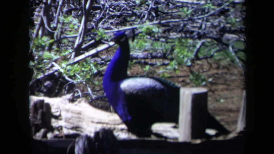 The peacock remains beside enclosure logs and brush, framed by the dark edge of the filmed viewing area.