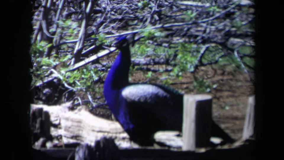A close home-movie view shows the peacock beside a pale log, branches, and a short post in the enclosure.