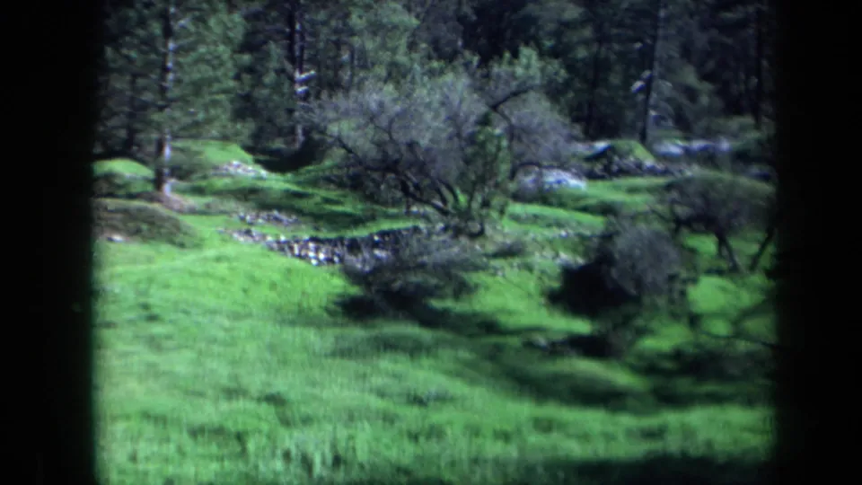 1969 home-movie view of a green rural California landscape with trees, brush, and a narrow stream or drainage line.