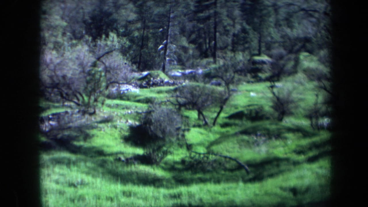 1969 California 8mm frame showing a green meadow with low shrubs, scattered rocks, and dark pine trees in the background.