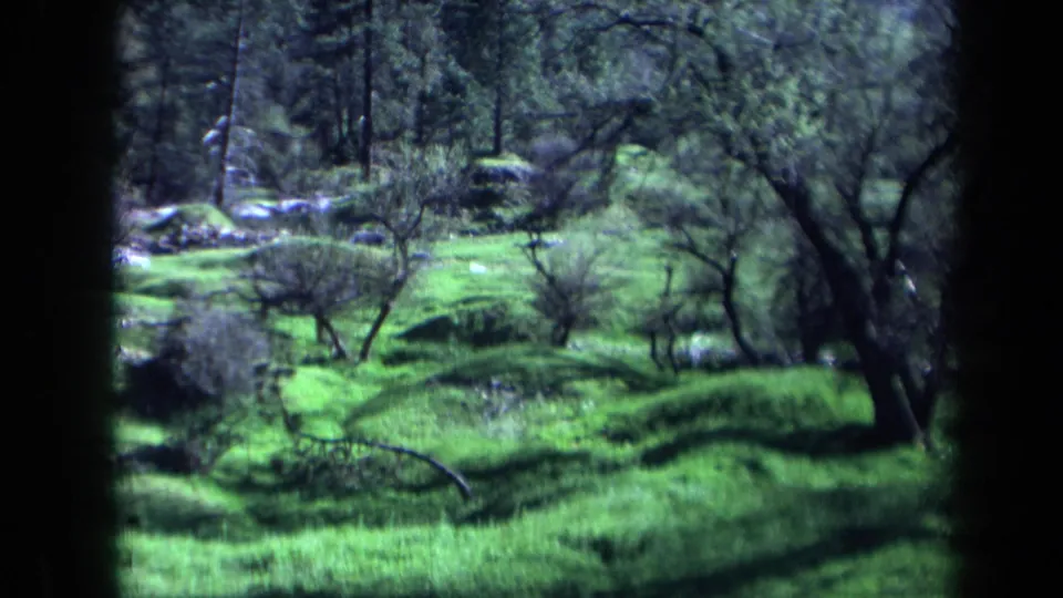 1969 California 8mm frame showing a green sloped meadow, scattered shrubs, rocks, and a dark tree trunk along the right edge.