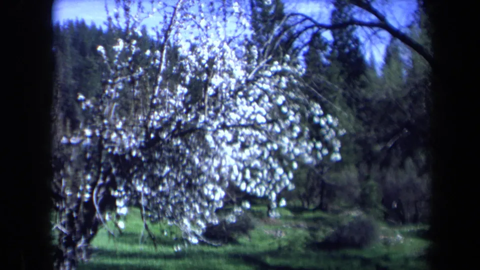 1969 California frame with a white-blossomed tree in front of blue sky, darker branches, green ground, and distant wooded hills.