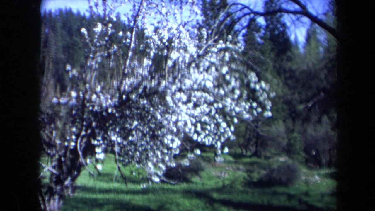 1969 California 8mm frame showing white blossoms on tree branches over green grass, with dark trunks and wooded background.